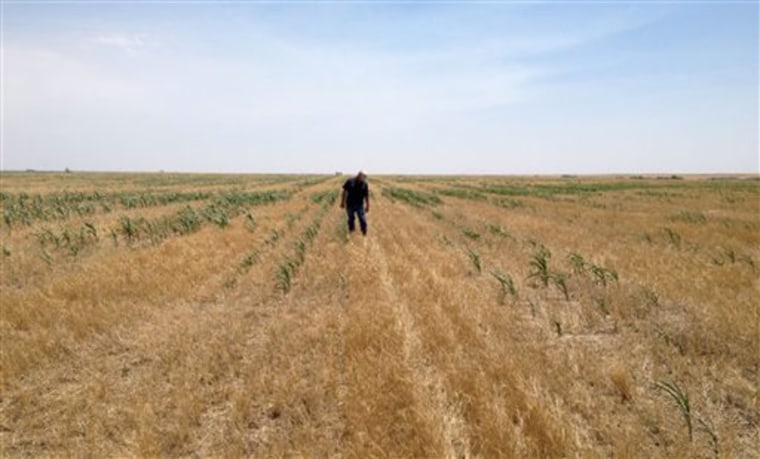 In this photo provided by Coby Baalman, ranch hand Terry Moss walks through a parched corn field Wednesday, June 27, 2012, in wheat stubble that hasn't grown much in the dry heat in Menlo, Kan. Across the country, more than 900 heat records have been broken in the past week. If the forecasts hold, an intense heat wave gripping the center and western portion of the country could mean more will fall. (AP Photo/Courtesy Coby Baalman)